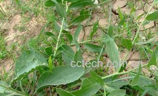 臭独行菜的功效与作用 臭独行菜怎么吃-0