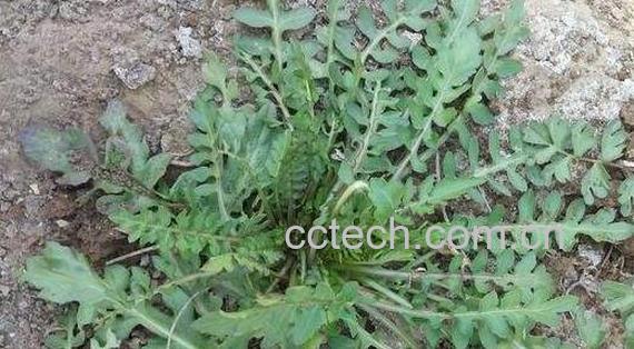 独行菜的功效与作用 独行菜能吃吗-0