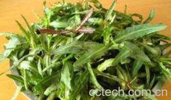 曲曲菜根泡水喝的功效与作用-0