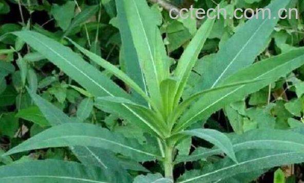 山苦菜的功效与作用 山苦菜的做法大全-1