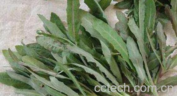 曲曲菜泡水喝的功效与作用-0