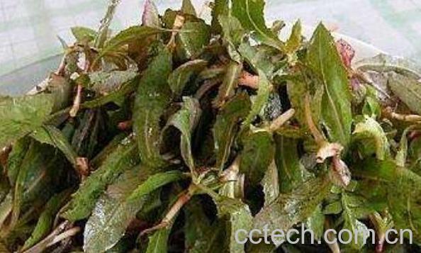 曲曲菜根泡水喝的功效与作用-1