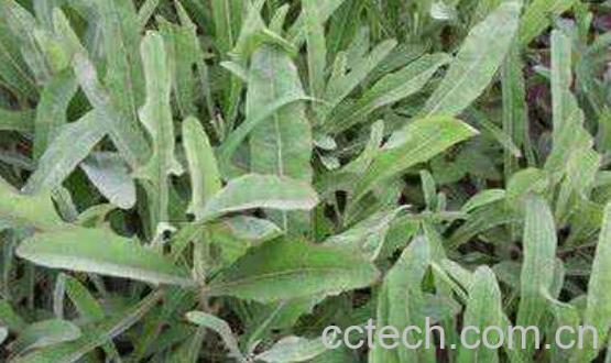 曲曲菜泡水喝的功效与作用-1