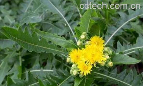 曲曲菜和蒲公英的区别-1