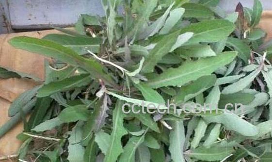 曲曲菜和蒲公英的区别-0