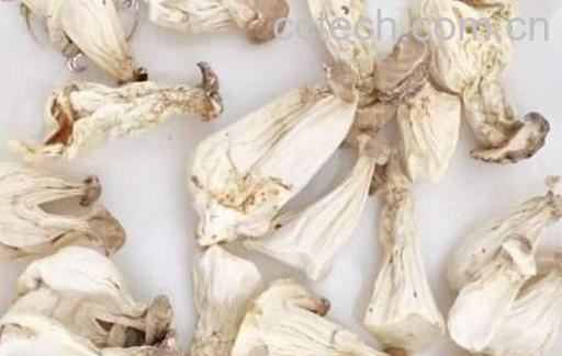 长寿菇怎么泡发 如何泡发干长寿菇-1