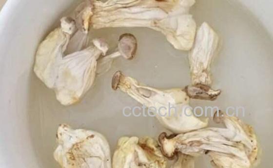 长寿菇怎么泡发 如何泡发干长寿菇-0