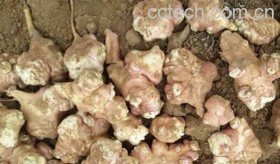 菊芋怎么吃 菊芋的吃法大全-0