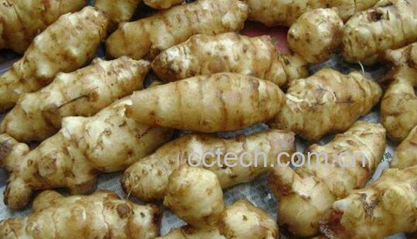 菊芋怎么吃 菊芋的吃法大全-1