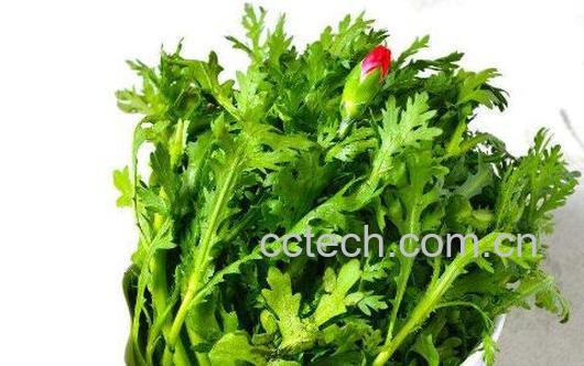 药茼蒿的功效与作用 药茼蒿怎么吃-1