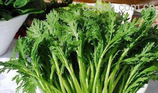 药茼蒿的功效与作用 药茼蒿怎么吃-0