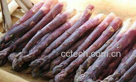 紫芦笋的功效与作用 吃紫芦笋的好处-0