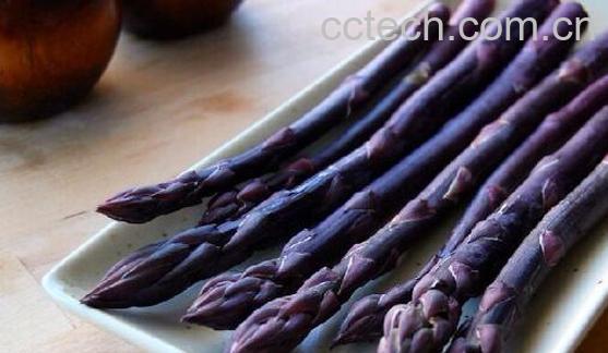 紫芦笋的功效与作用 吃紫芦笋的好处-1