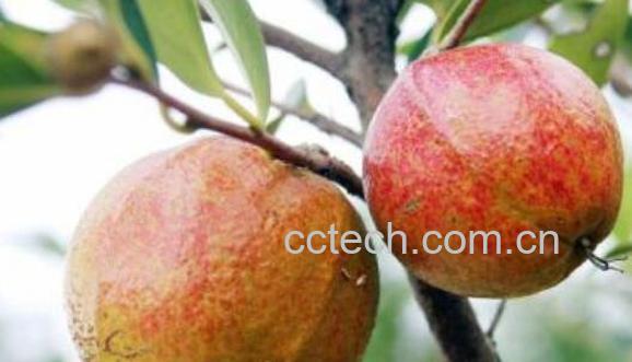 油茶果芯的作用和功效-1