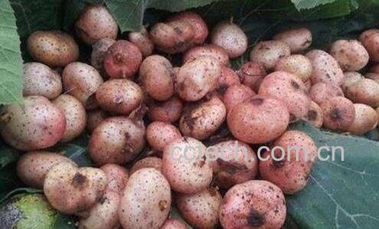  野地瓜的功效与作用有哪些-0