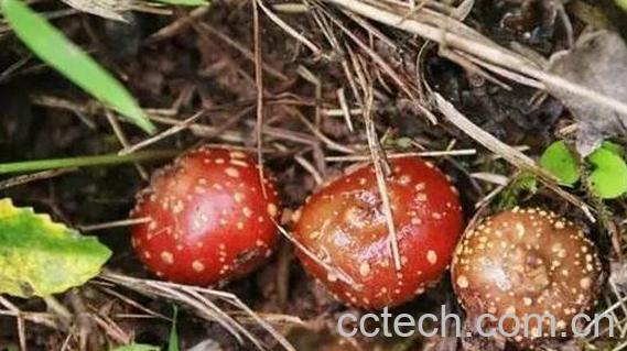  野地瓜的功效与作用有哪些-1