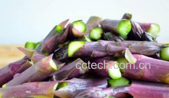 紫芦笋和绿芦笋的区别 吃紫芦笋的好处-1