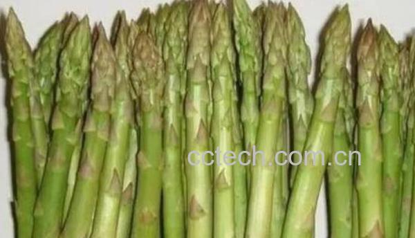 紫芦笋和绿芦笋的区别 吃紫芦笋的好处-0