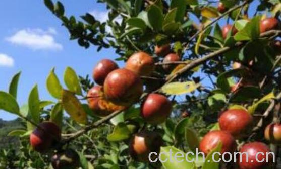 红花茶籽和白花茶籽的区别 茶籽的功效与作用-1