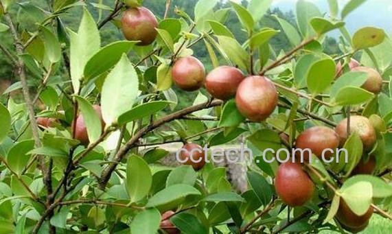 红花茶籽和白花茶籽的区别 茶籽的功效与作用-0