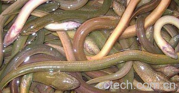 鳗鱼与鳝鱼的区别-1