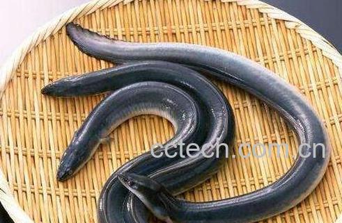 鳗鱼与鳝鱼的区别-0
