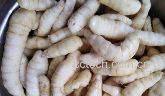 竹芋薯的功效与禁忌 竹芋薯什么人不能吃-0