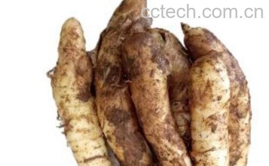 竹芋薯的功效与禁忌 竹芋薯什么人不能吃-1