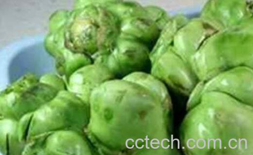 芥菜头的功效与作用 吃芥菜头的禁忌-0