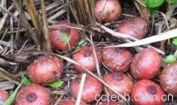 野地瓜根的功效与作用-0