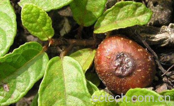 野地瓜根的功效与作用-1