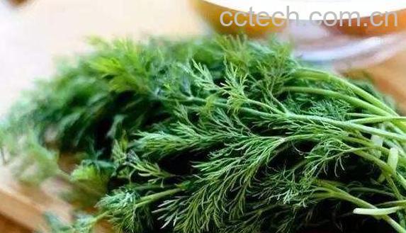 茴香苗的功效与作用 吃茴香苗的好处-0