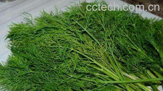 茴香苗的功效与作用 吃茴香苗的好处-1