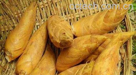 冬笋的功效和作用及禁忌-0