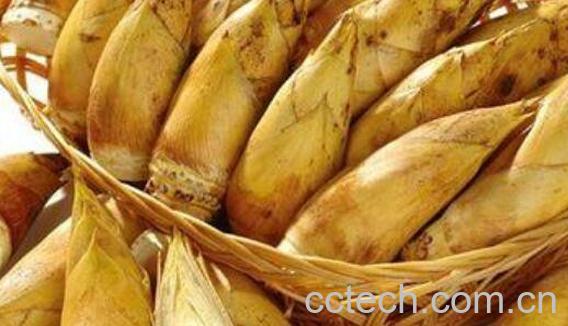 冬笋粉的功效和作用 冬笋粉的用途-0