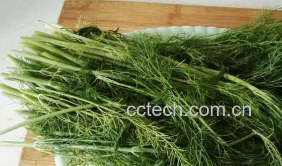 茴香苗不适合什么人吃 吃茴香苗的副作用与禁忌-1