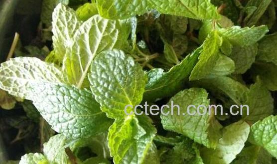 哪些人不能吃十香菜 十香菜的副作用与禁忌-1