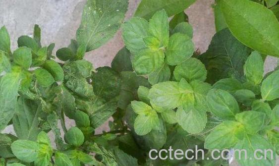 十香菜怎么做好吃 十香菜的做法大全集-1