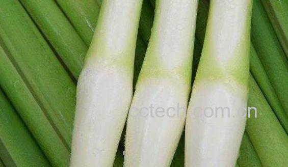 茭白的功效与作用及禁忌-0
