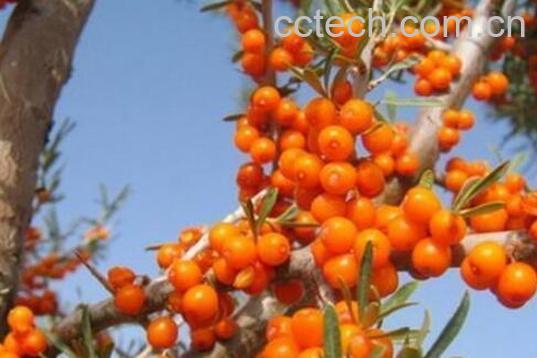 什么人不适合吃沙棘油 沙棘籽油有什么副作用-1