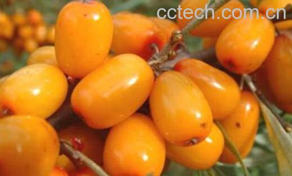 什么人不适合吃沙棘油 沙棘籽油有什么副作用-0