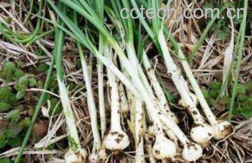 薤白的功效与作用有哪些 薤白的药用价值-0