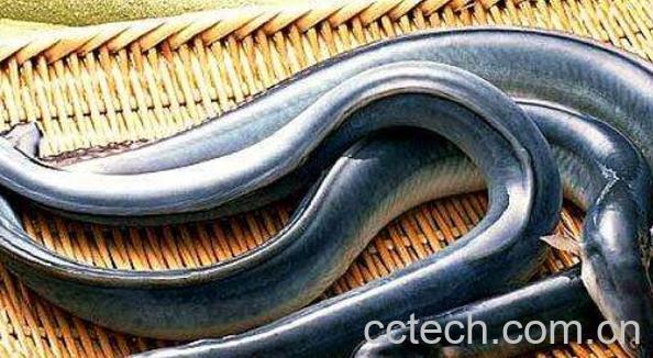 鳗鱼的功效与作用及禁忌-0