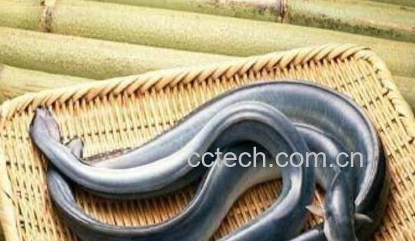 鳗鱼的功效与作用及禁忌-1