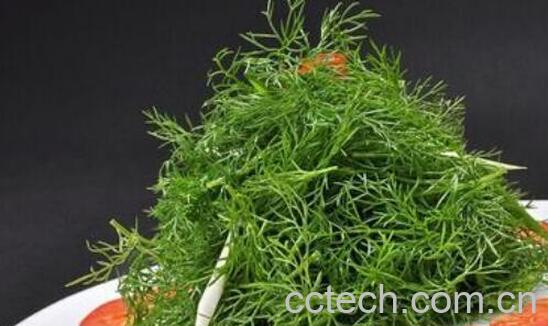 小茴香菜腌制保存方法-0