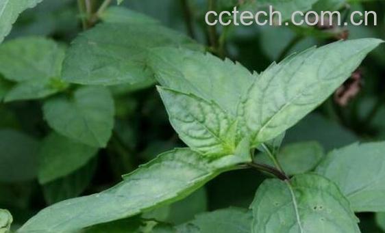 十香菜的功效与作用及禁忌-0