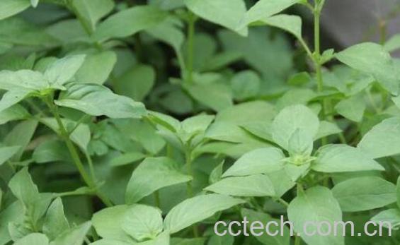 十香菜的功效与作用及禁忌-1