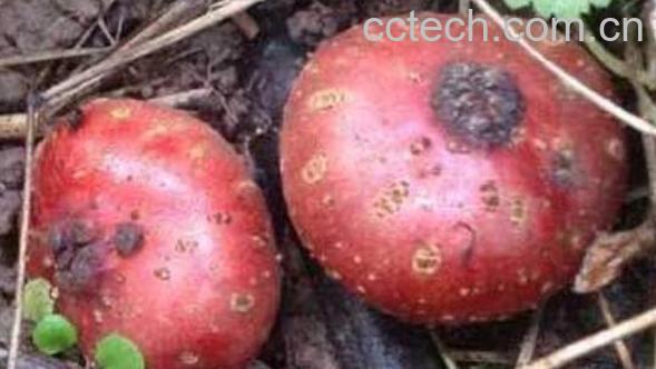 吃野红薯的作用与功效-0