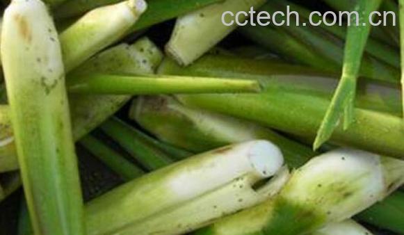 高笋怎么炒好吃 高笋的食用方法-1