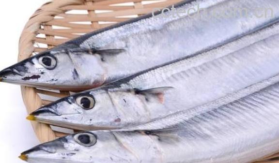 刀鱼和带鱼的区别-1
